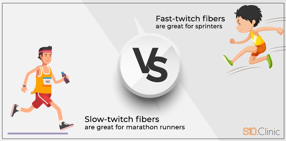 Fast-twitch and Slow-twitch Fibers