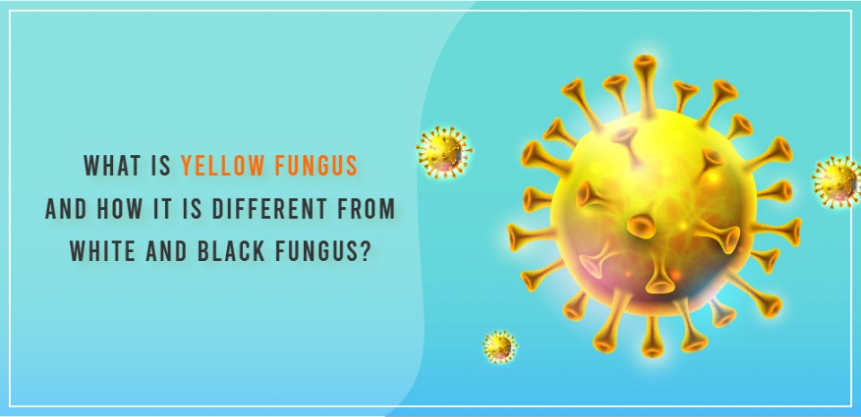 What is yellow fungus and how it is different from white and black fungus?