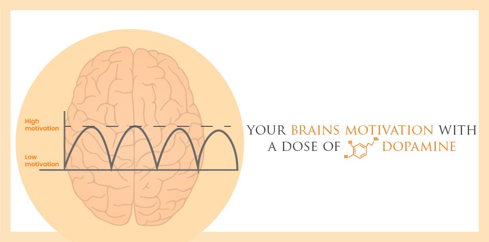 Your Brain's Motivation with a Dose of Dopamine