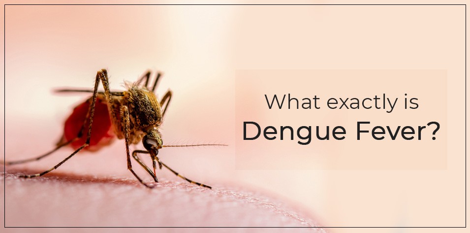 What exactly is Dengue Fever? 