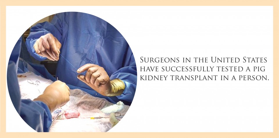 Surgeons in the United States have successfully tested a pig kidney transplant in a person.